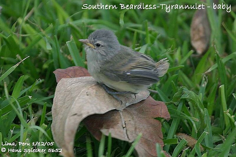 Southern Beardless Tyrannulet