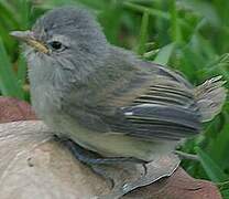 Southern Beardless Tyrannulet