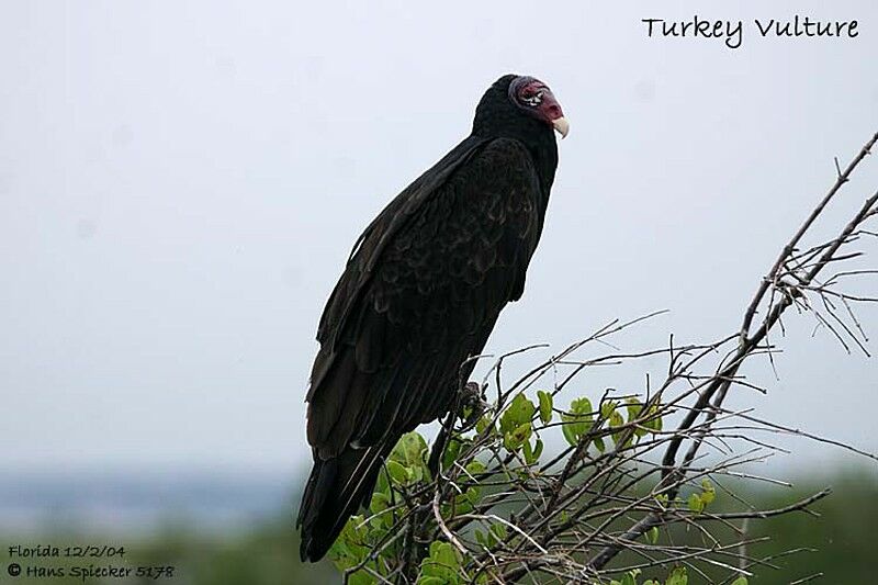 Urubu à tête rouge