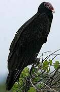 Turkey Vulture