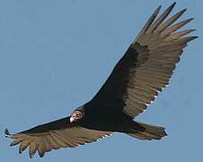 Turkey Vulture