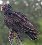 Turkey Vulture