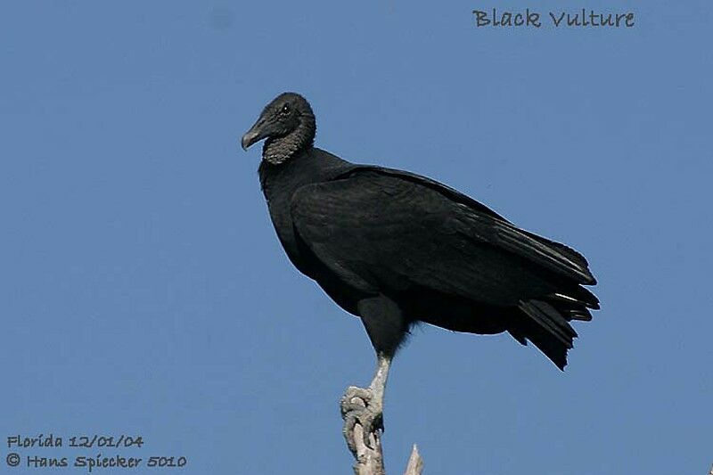 Black Vulture