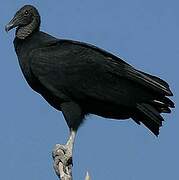 Black Vulture