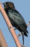 Brown-headed Cowbird