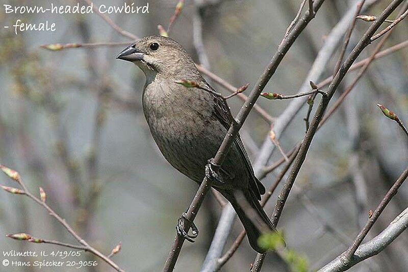 Brown-headed Cowbird