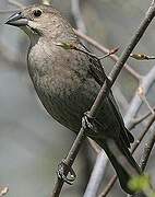 Brown-headed Cowbird