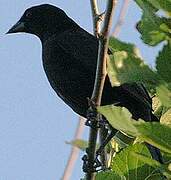 Bronzed Cowbird