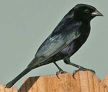 Shiny Cowbird