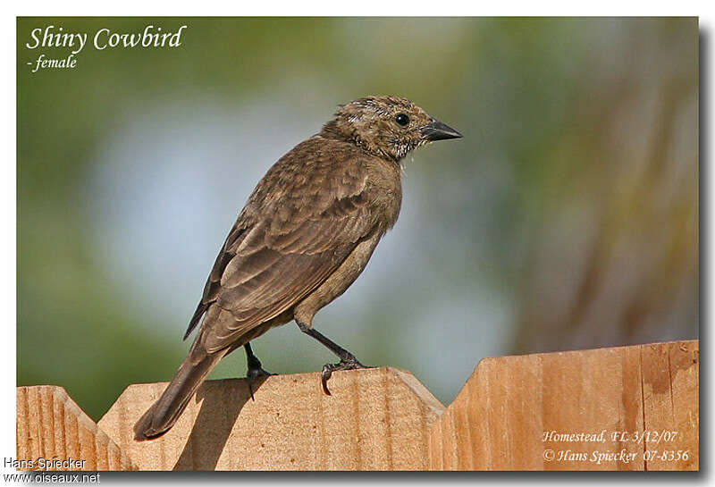 Shiny Cowbird female adult transition, pigmentation