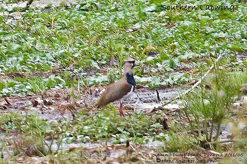 Southern Lapwing