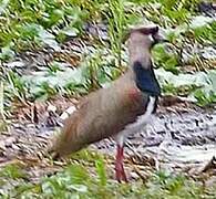 Southern Lapwing