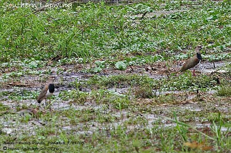 Southern Lapwing