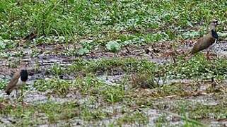 Southern Lapwing