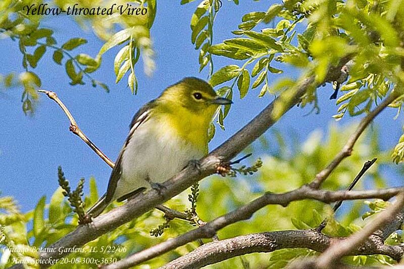 Yellow-throated Vireoadult breeding