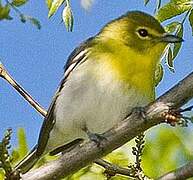 Yellow-throated Vireo