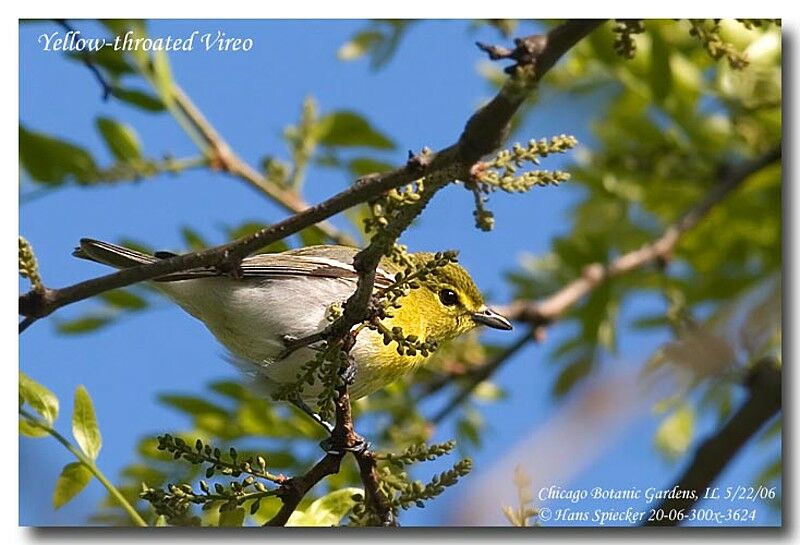 Yellow-throated Vireoadult breeding