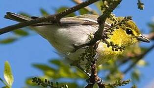 Yellow-throated Vireo