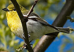 Viréo à gorge jaune