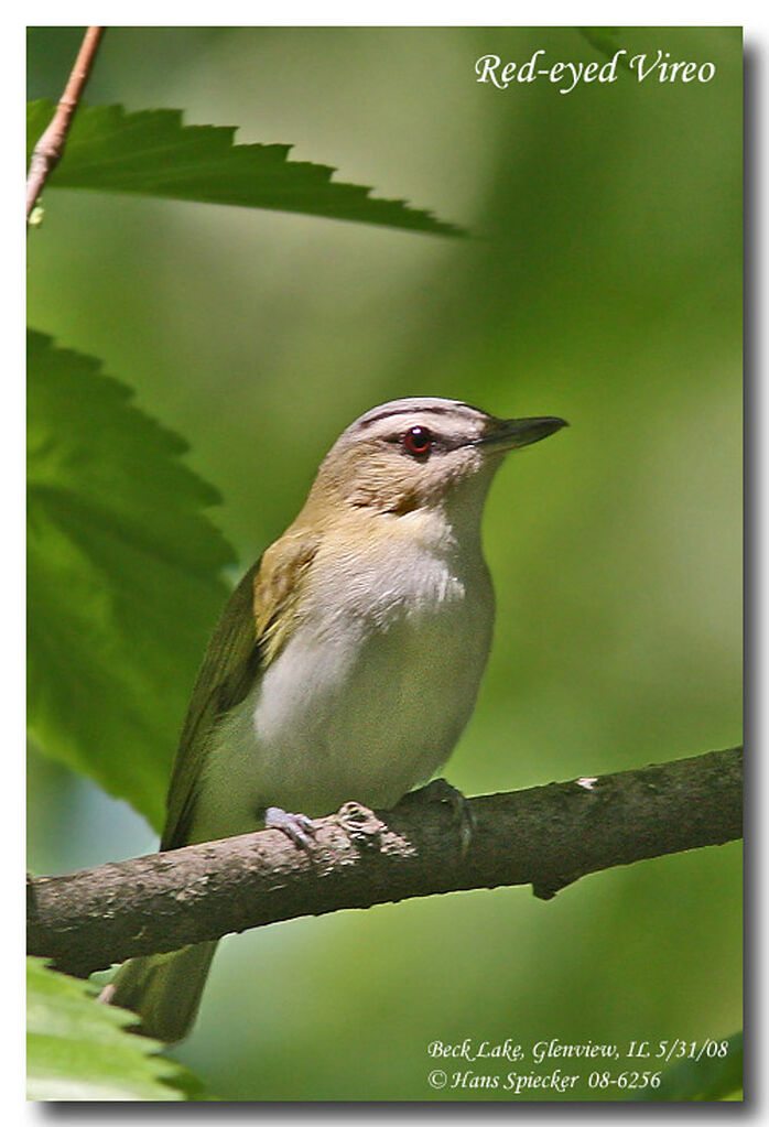 Red-eyed Vireoadult