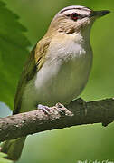 Red-eyed Vireo