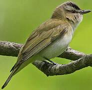 Red-eyed Vireo