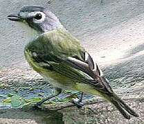 Blue-headed Vireo