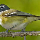 Viréo à tête bleue