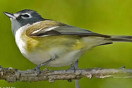 Blue-headed Vireo