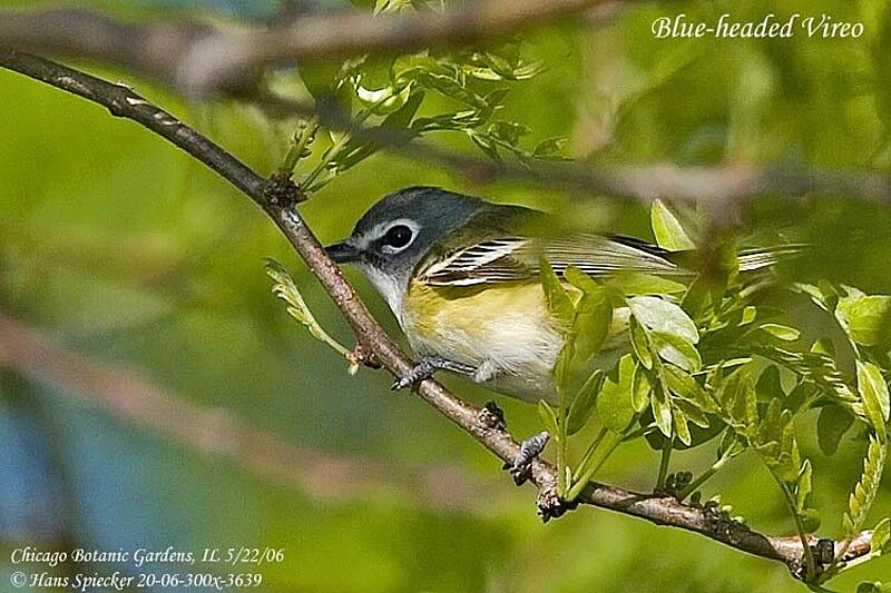 Blue-headed Vireo