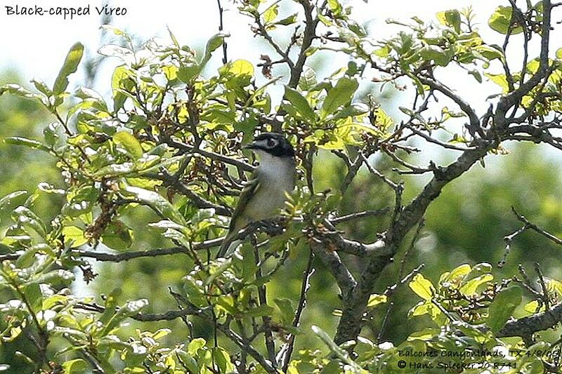 Black-capped Vireo