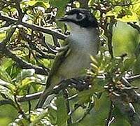 Black-capped Vireo