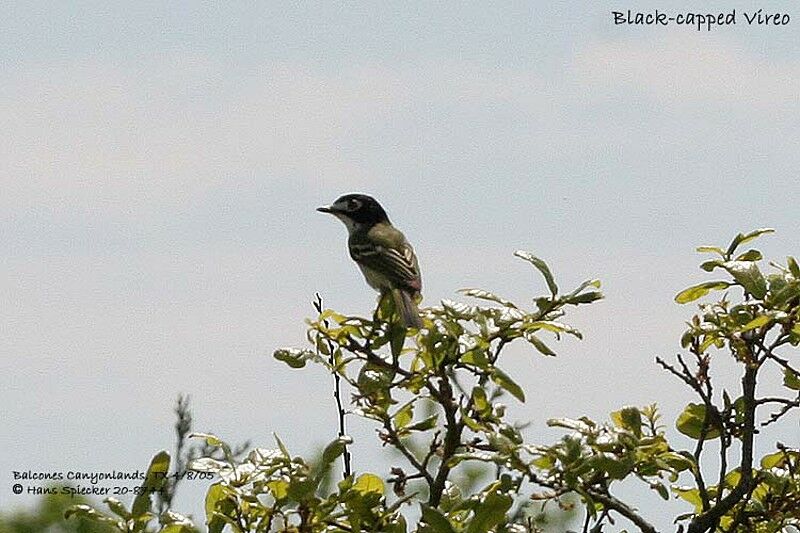 Black-capped Vireo