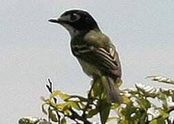 Black-capped Vireo