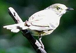 White-eyed Vireo