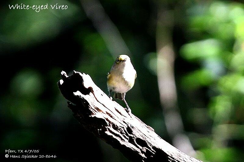 White-eyed Vireo