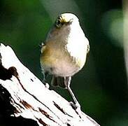 White-eyed Vireo