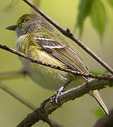 White-eyed Vireo