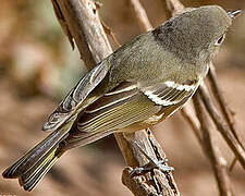 Hutton's Vireo