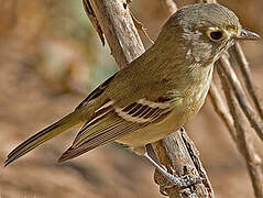 Hutton's Vireo