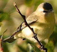 Philadelphia Vireo