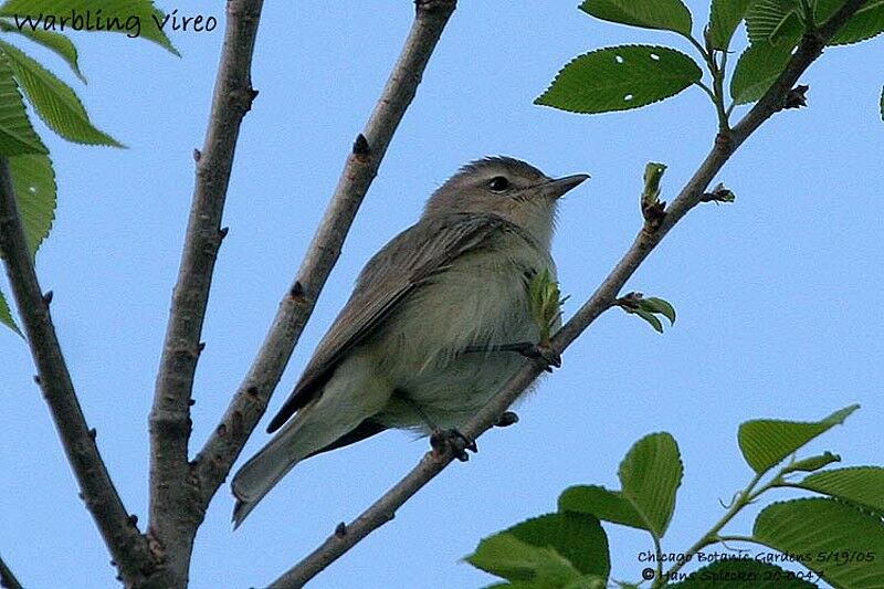 Warbling Vireo