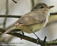 Warbling Vireo