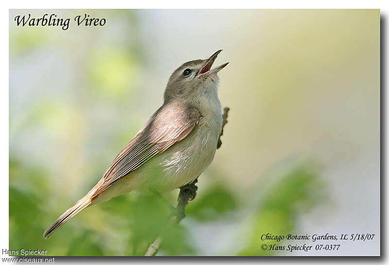 Warbling Vireoadult, identification