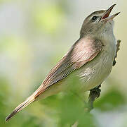 Warbling Vireo