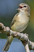 Warbling Vireo