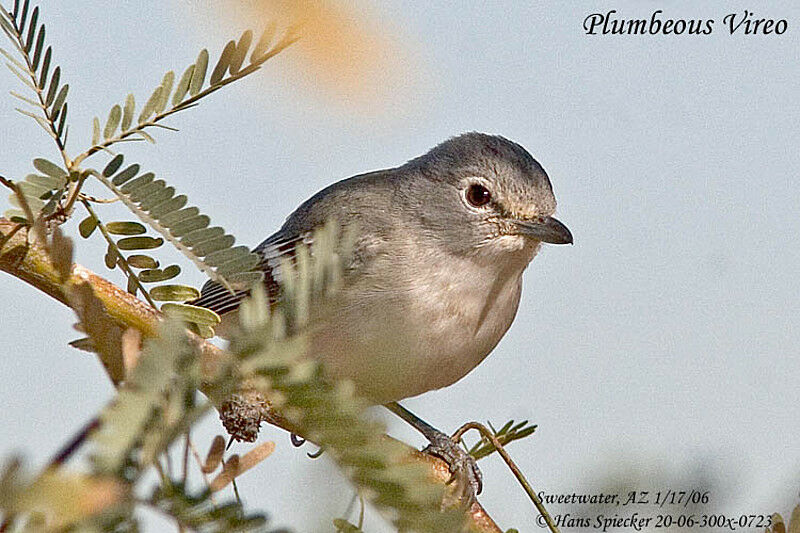 Plumbeous Vireo