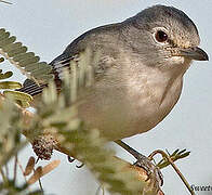 Plumbeous Vireo