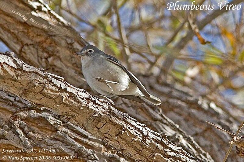 Plumbeous Vireo