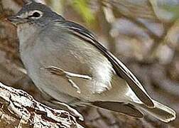 Plumbeous Vireo